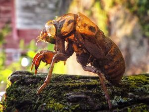 CicadaShellIRL