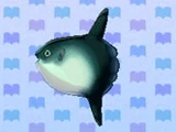 Ocean Sunfish
