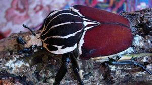 GoliathBeetleIRL.jpg