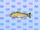 Rainbow Trout