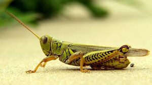 GrasshopperIRL.jpg