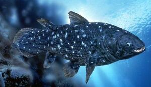 CoelacanthIRL