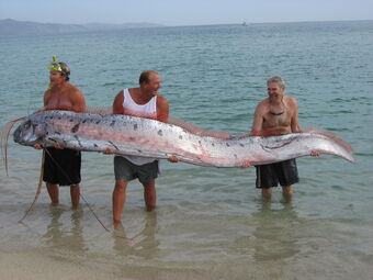 animal crossing oarfish collectible