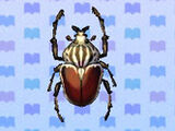 Goliath Beetle