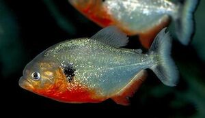 PiranhaIRL.jpg