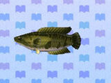 Giant Snakehead