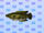 Giant Snakehead