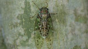EveningCicada.jpg