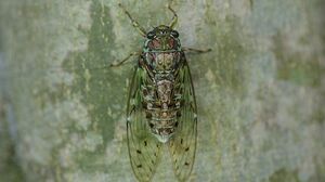 EveningCicada