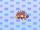 Zebra Turkeyfish