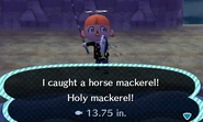 A player catching a horse mackerel