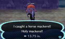 Horse Mackerel x.JPG