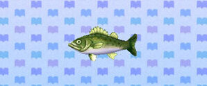 SeaBass.jpg