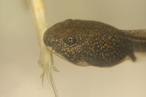 TadpoleIRL.jpg
