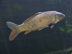 Carp.jpg