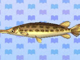 Gar