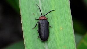 FireflyIRL.jpg