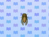 Evening Cicada