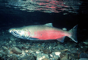 SalmonIRL