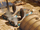 Superweapon