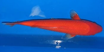 Aka-haijiro.jpg (14 kB) aka