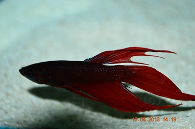 Betta n