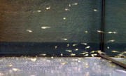 alevines de guppy
