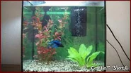 Descarga (8).jpg (10 kB) habitat ideal para esta especie