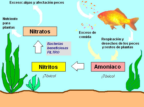 Ciclonitrogeno