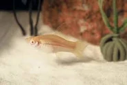 Descarga (23).jpg (4 kB) platy albino
