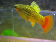 platy piña