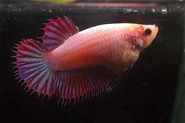 Betta-hembra-2.jpg (48 kB) betta hembra