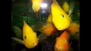 ¡Bienvenido Wiki Acuariofilia!