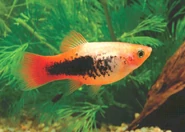 GoldenTuxedoPlaty.jpg (55 kB) platy tuxedo
