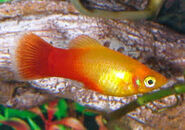 Descarga (22).jpg (13 kB) platy calico sunset