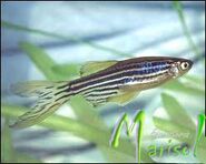 Danio2-1-.jpg (7 kB) macho