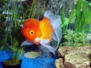 20100723202625 oranda 9