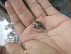 esta foto fue tomada en el municipio de calamar en el rio ITILLA, principal fuente hidrica para las comunidades indígenas el ITILLA, foto de JOHN JAIRO CASTAÑEDA tecnologo en gestion de recursos naturales