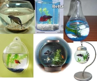 esta peceras no son aptas para bettas por que los estresa