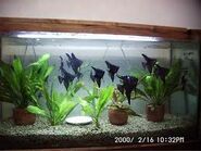 acuario de peces ángeles negros