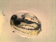 Hqdefault.jpg (12 kB) huevo