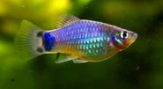 Xiphophorus-Maculatus-arcoiris.jpg (153 kB) platy arcoiris mickey mouse