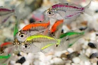 peces tintados