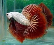 Descarga (24).jpg (9 kB) betta dragón