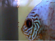 Se puede ver que cuidan sus huevos como todos los ciclidos