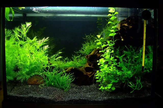 Acuario-maduracion