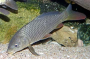 Cyprinus carpio2