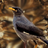 Spealded's avatar