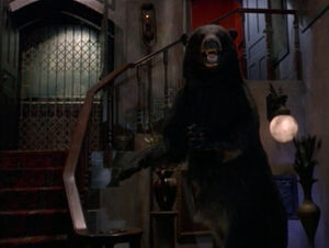 Afn bear close.jpg