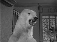 Little helper 01.jpg (83 KB) Brushing the Polar Bear